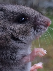 Peromyscus keeni