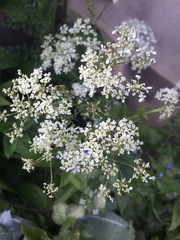 Anthriscus sylvestris