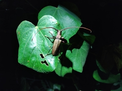 Aegolipton marginale