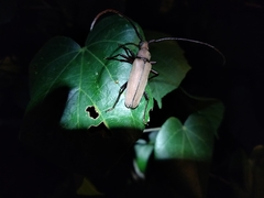 Aegolipton marginale