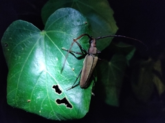 Aegolipton marginale