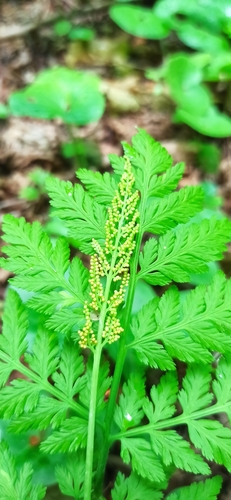 Botrychium virginianum iNat (1)