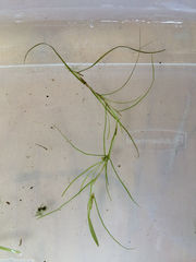 Potamogeton bicupulatus