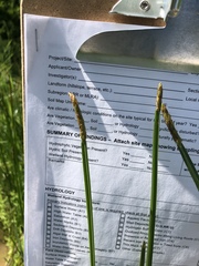 Eleocharis quadrangulata