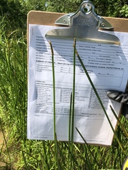 Eleocharis quadrangulata