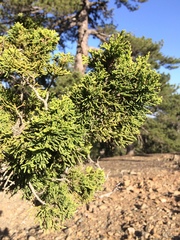 Juniperus foetidissima