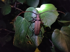 Aegolipton marginale