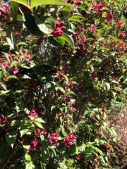 Weigela