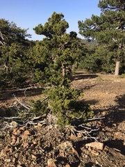 Juniperus foetidissima