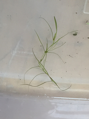 Potamogeton bicupulatus