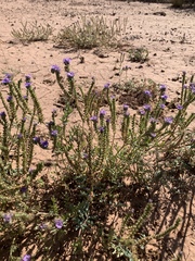 Phacelia popei
