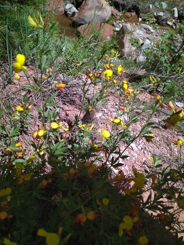 Image of Acmispon utahensis by (c) Michael Thaibinh, some rights reserved (CC BY)