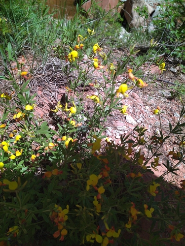 Image of Acmispon utahensis by (c) Michael Thaibinh, some rights reserved (CC BY)