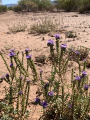 Phacelia popei