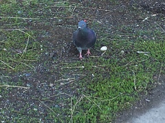Columba livia domestica