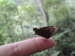 Caltoris cahira austeni