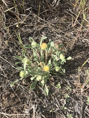 Townsendia florifera