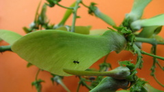 Banisteriopsis nummifera