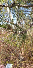 Pinaceae