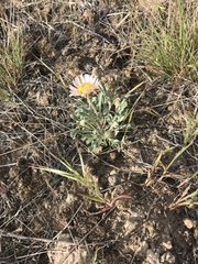 Townsendia florifera