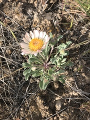 Townsendia florifera