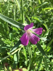 Agrostemma githago