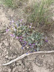 Astragalus calycosus