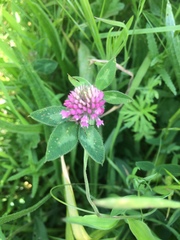 Trifolium pratense