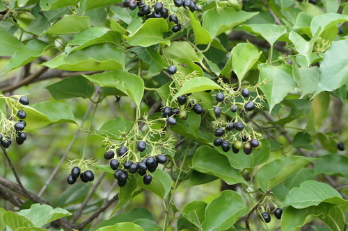 Jasminum malabaricum, photograph 4