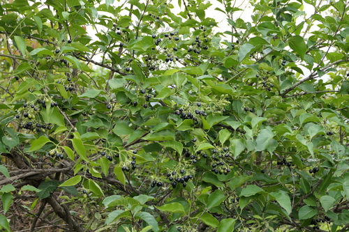Jasminum malabaricum, photograph 5