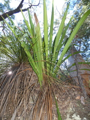 Doryanthes excelsa