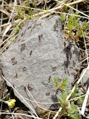 Tetramorium caespitum