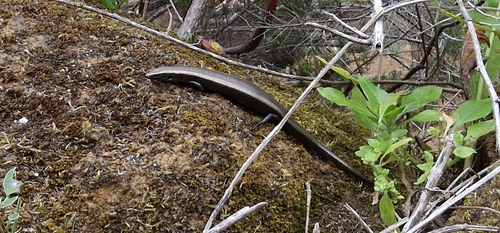 Tenerife Skink