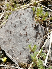 Tetramorium caespitum