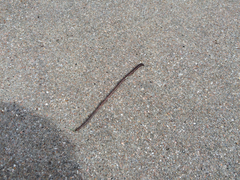 Aporrectodea caliginosa