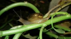 Macrochlamys hippocastaneum