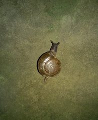 Macrochlamys hippocastaneum