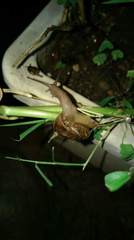 Macrochlamys hippocastaneum