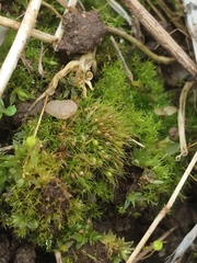 Pleuridium subulatum