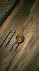 Macrochlamys hippocastaneum