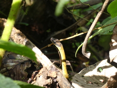 Dendrophidion clarkii