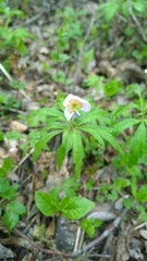 Anemonoides caerulea