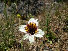 Salpiglossis sinuata