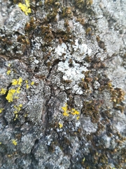 Physcia tribacioides