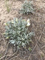 Astragalus calycosus