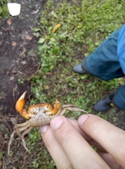 Geothelphusa bicolor