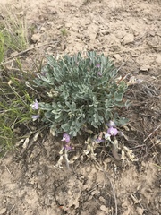 Astragalus calycosus
