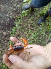 Geothelphusa bicolor