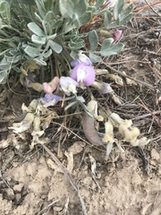 Astragalus calycosus