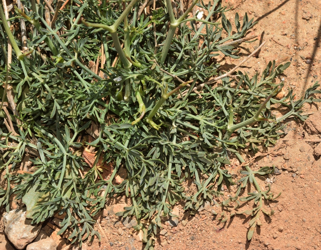 Seseli intricatum
